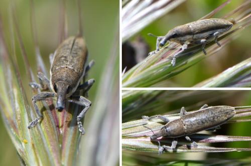 Réf. 280 002 : Lixus ochraceus